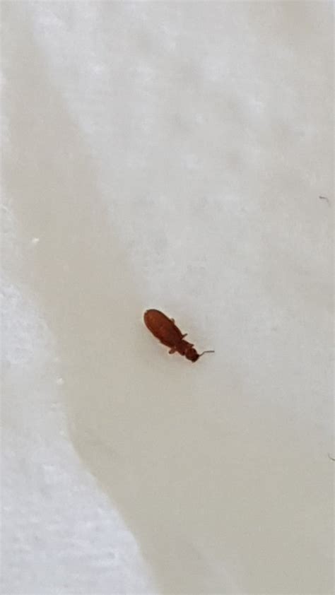 Small tiny brown bugs in house. Things To Know About Small tiny brown bugs in house. 